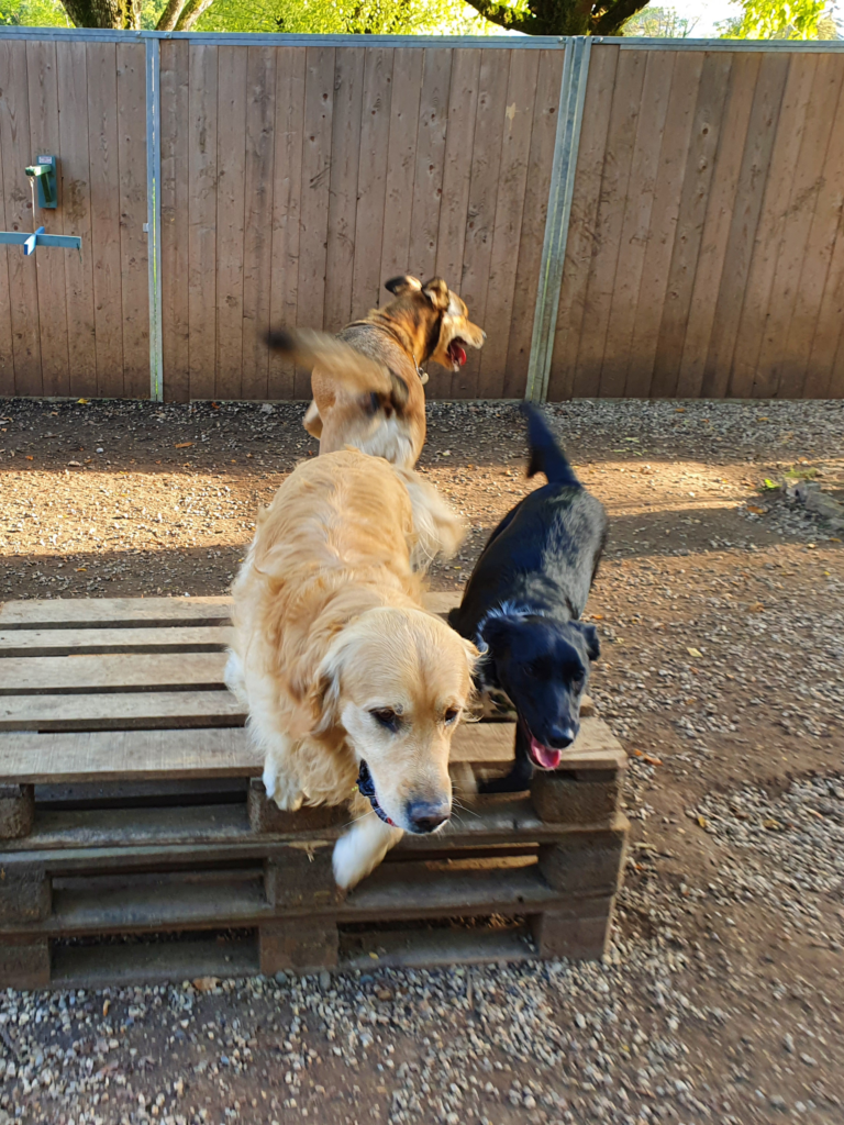 Formation pour les propriétaires de chiens à Trept