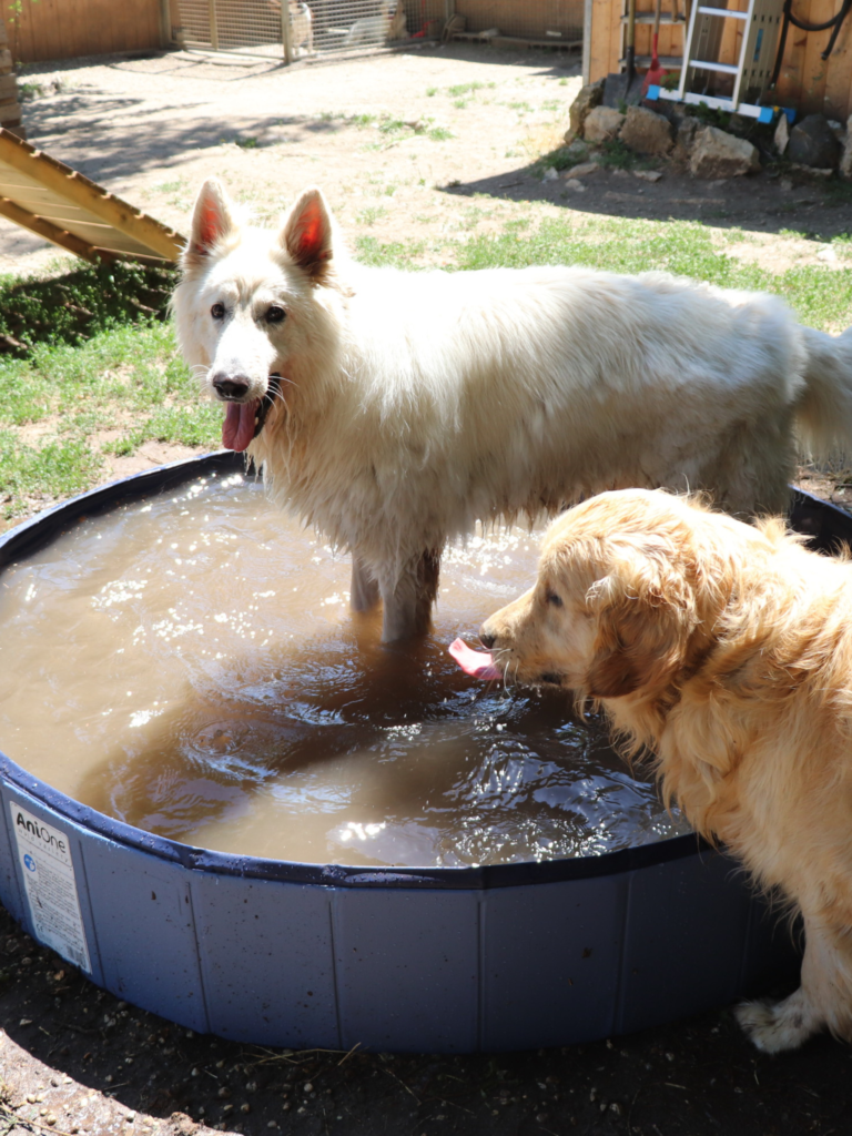 Désensibilisation pour ceux qui ont une peur panique des chien