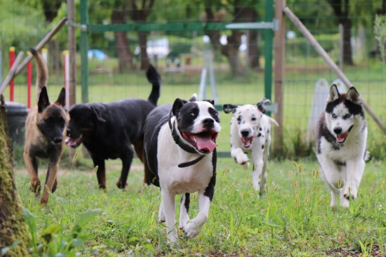 Garderie pension canine à Bourgoin-Jallieu