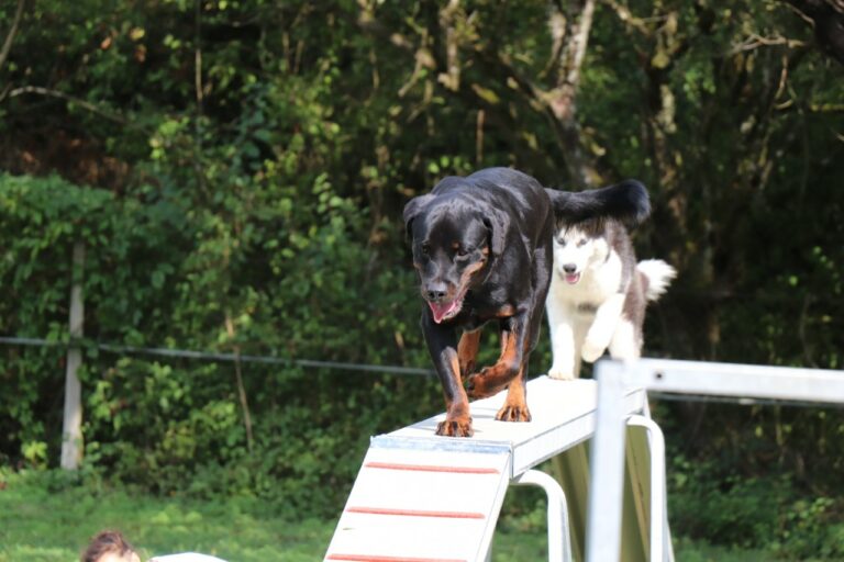 Agility pour chiens Trept