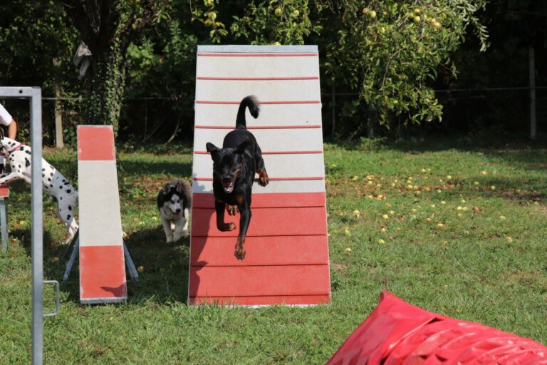 Agility pour chiens Trept