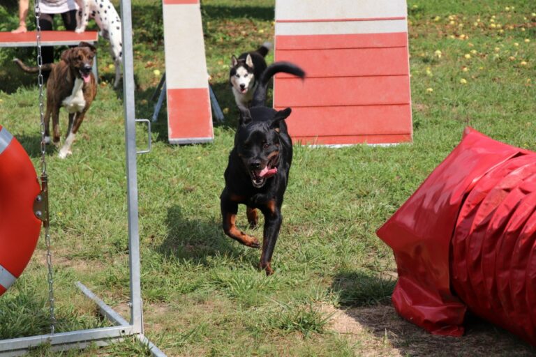 Centre d’éducation et de loisirs pour chiens Trept